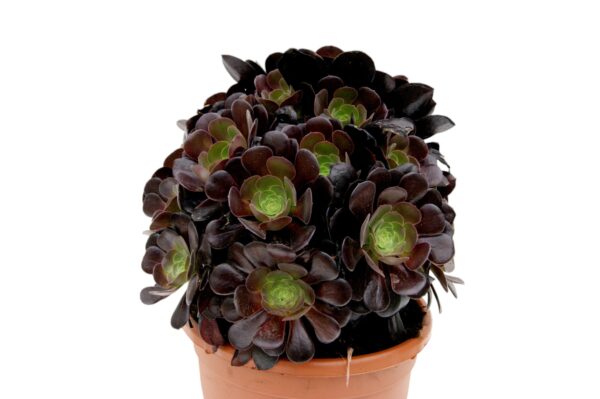 AEONIUM VELOUR