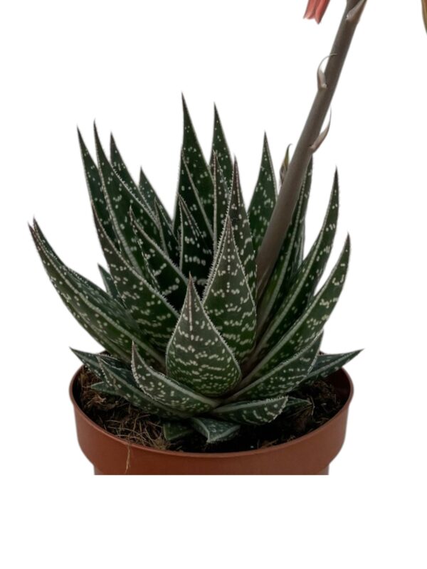 ALOE TIKI TAHI