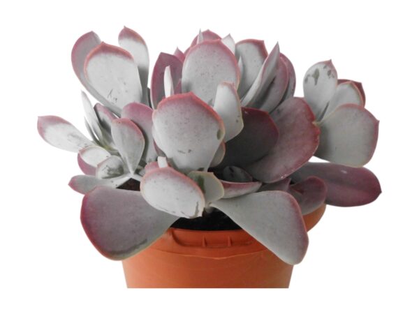COTYLEDON KAROO