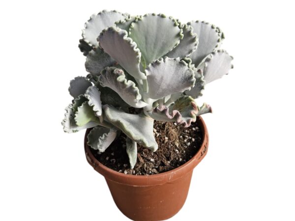 COTYLEDON UNDULATA
