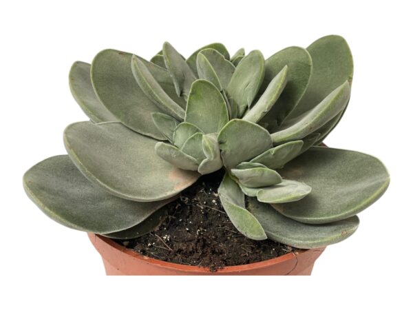 CRASSULA COTYLEDONIS