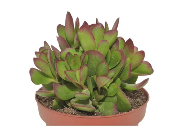 CRASSULA PLATYPHYLLA BURGUNDY