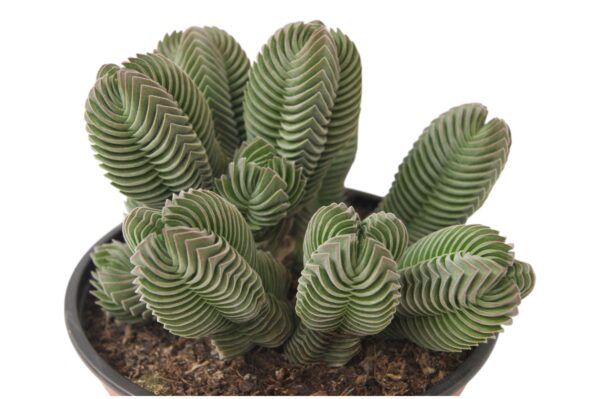 CRASSULA TEMPLO DE BUDA