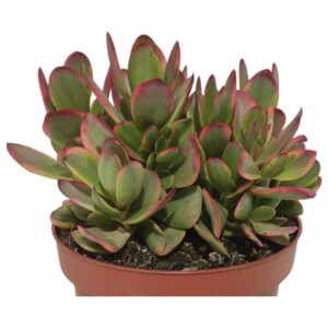 CRASSULA PLATYPHYLLA BURGUNDY VARIEGATA