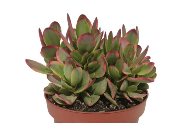 CRASSULA PLATYPHYLLA BURGUNDY VARIEGATA