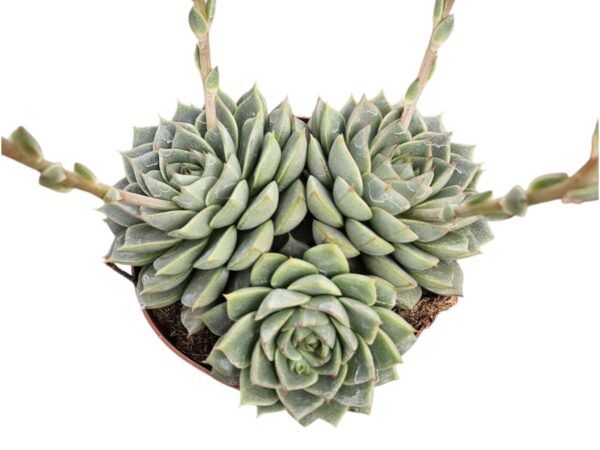 ECHEVERIA FABIOLA