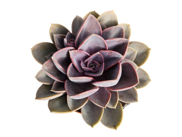 ECHEVERIA PERLA DE NUREMBERG