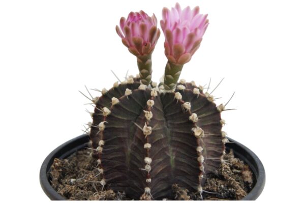 GYMNOCALYCIUM MIHANOVICHII