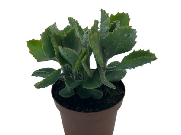 KALANCHOE BEHARENSIS FANG