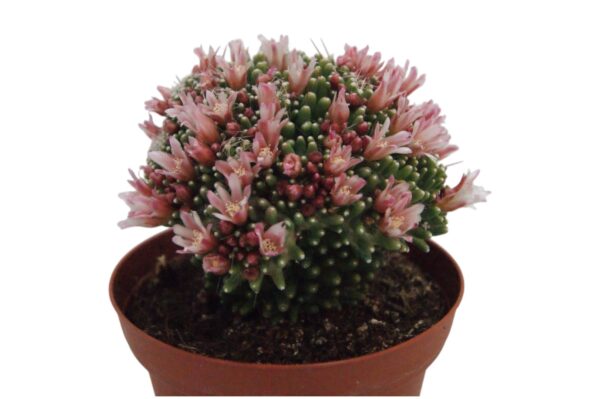 MAMMILLARIA PAINTERI MONSTRUOSA