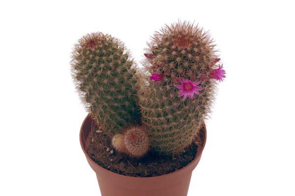 MAMMILLARIA-SPINOSISSIMA-VIVEROS-ESPINOSA