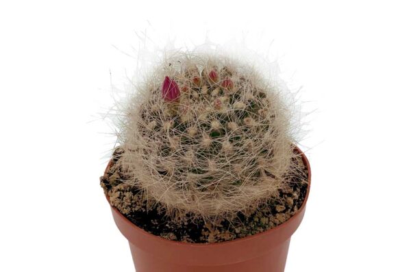 NEOPORTERIA-GEROCEPHALA-VIVEROS-ESPINOSA