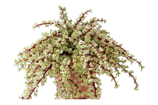 PORTULACARIA-AFRA-VARIEGATA-VIVEROS-ESPINOSA