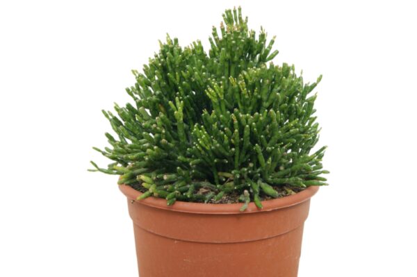 RHYPSALIS HATIORA