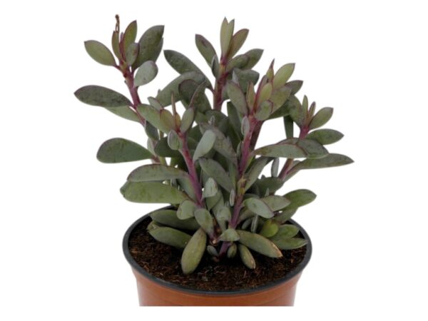 SENECIO-CRASSISSIMUS-VIVEROS-ESPINOSA
