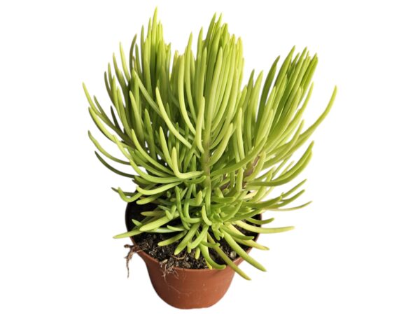 SENECIO-CYLINDRICUS-VIVEROS-ESPINOSA
