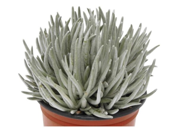 SENECIO-SCAPOSUS-VIVEROS-ESPINOSA