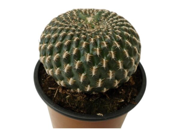 SULCOREBUTIA ARENACEA