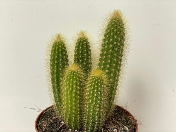 WEBERBAUEROCEREUS JOHNSONII