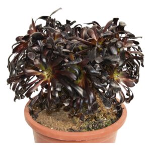 AEONIUM ATROPURPUREUM