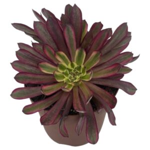 AEONIUM MARDI GRAS