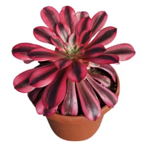 AEONIUM MEDUSA