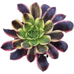 AEONIUM SUPER BANG