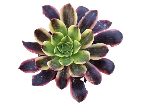 AEONIUM SUPER BANG
