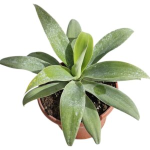 AGAVE ATTENUATA
