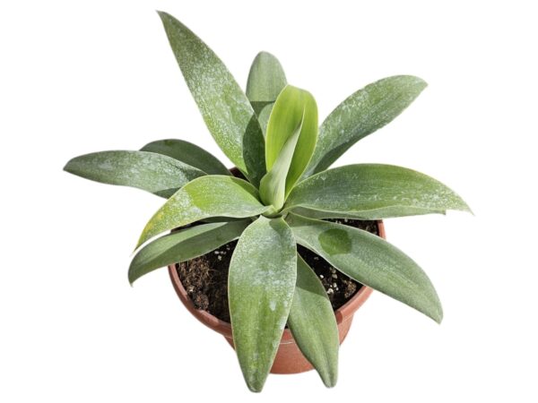 AGAVE ATTENUATA