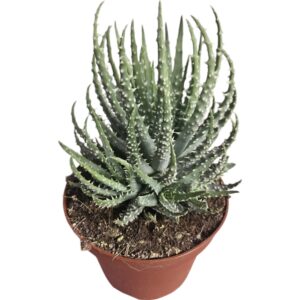 ALOE HUMILIS