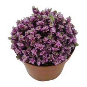 CALLISIA REPENS
