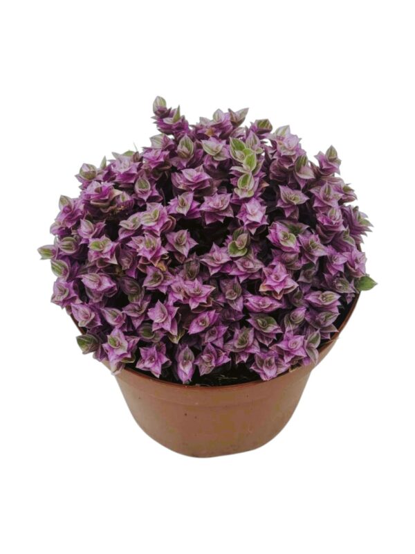 CALLISIA REPENS