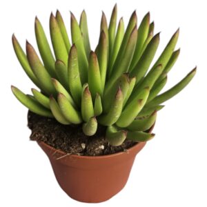 COTYLEDON ORBICULATA