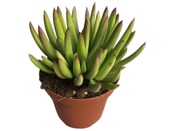 COTYLEDON ORBICULATA