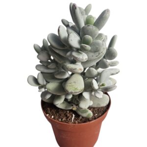 COTYLEDON ORBICULATA HIGGINSAE