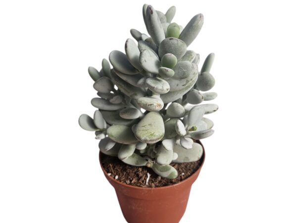 COTYLEDON ORBICULATA HIGGINSAE