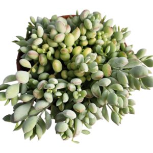 COTYLEDON PENDENS