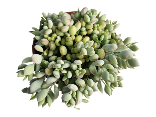 COTYLEDON PENDENS