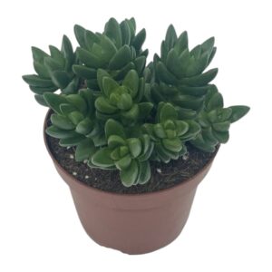 CRASSULA BEN