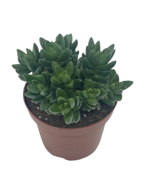 CRASSULA BEN