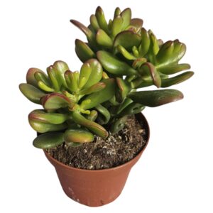 CRASSULA OVATA GANDALF