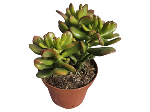 CRASSULA OVATA GANDALF