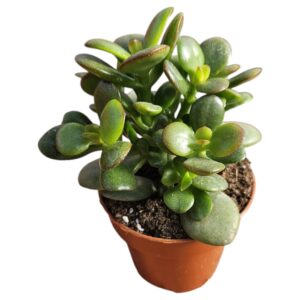 CRASSULA OVATA MINOR