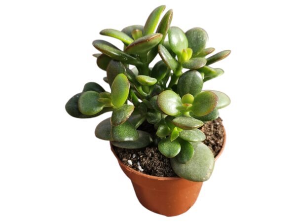 CRASSULA OVATA MINOR