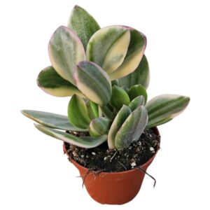 CRASSULA OVATA VARIEGATA