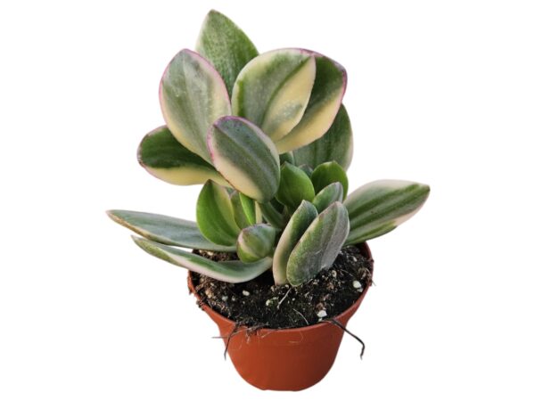 CRASSULA OVATA VARIEGATA
