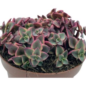 CRASSULA PELLUCIDA VARIEGATA
