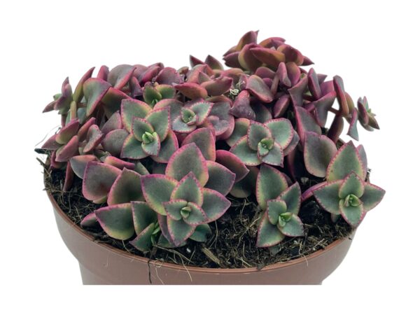 CRASSULA PELLUCIDA VARIEGATA