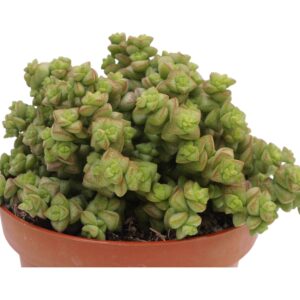 CRASSULA TOM THUMB